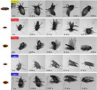 Biology – Insect Self-Righting – Terradynamics Lab