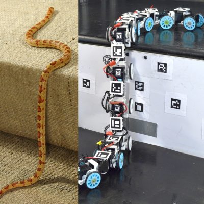 Biological Snake Inspired Artificial Snake (Snakebot) – Your ICT Solutions  and Trainings